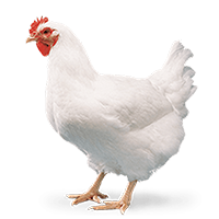 Get 5% off on Broilers